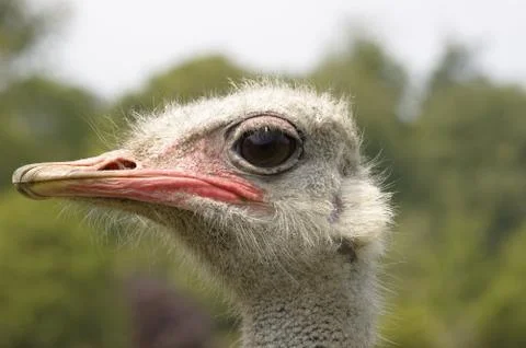 Ostrich Foto stock