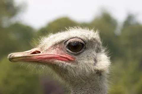 Ostrich Stock Photos