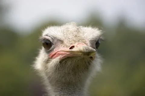 Ostrich Stock Photos