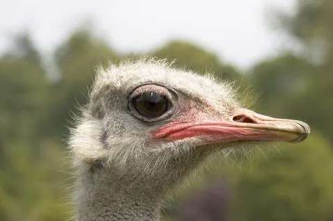 Ostrich Stock Photos