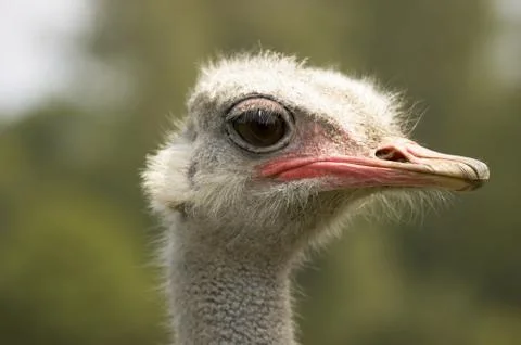 Ostrich Stock Photos