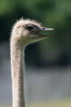 Ostrich Stock Photos