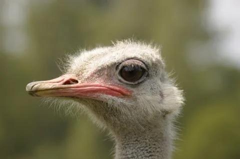 Ostrich Stock Photos