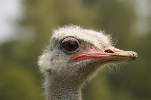 Ostrich Foto stock