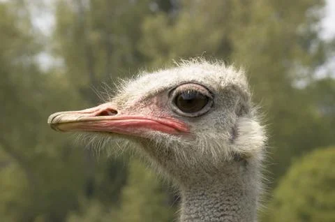 Ostrich Stock Photos