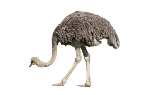 Ostrich Stock Photos