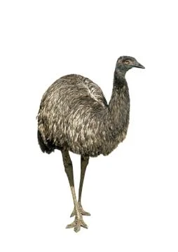 Ostrich Stock Photos