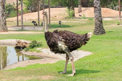 Ostrich Stock-Fotos