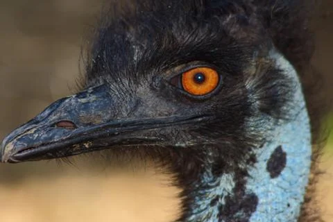 Ostrich Stock Photos