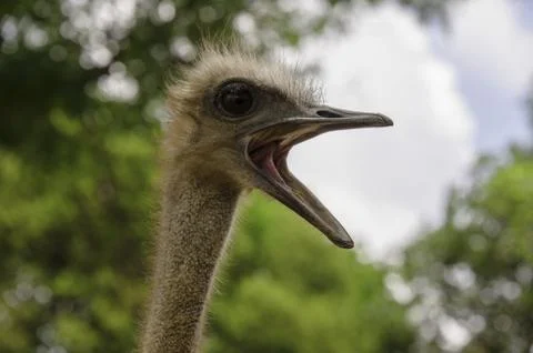 Ostrich Stock Photos