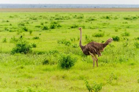 Ostrich Stock Photos