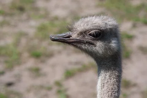 Ostrich Stock Photos