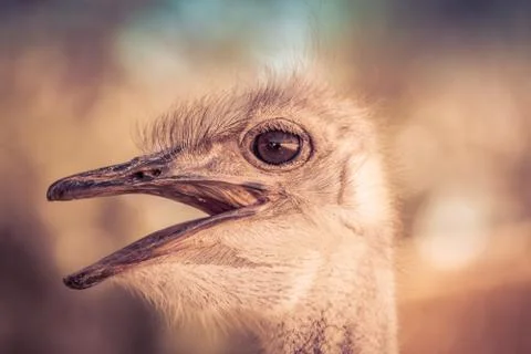The Ostrich Stock Photos
