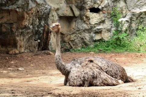 Ostrich Stock Photos