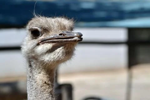 Ostrich Stock Photos