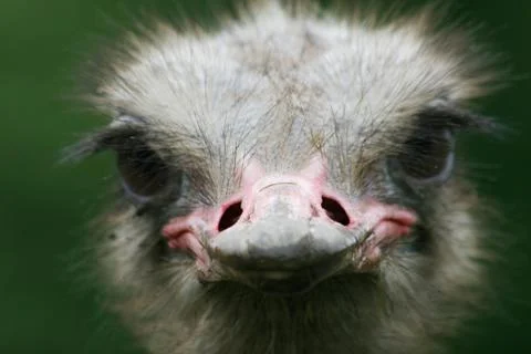 Ostrich Stock Photos