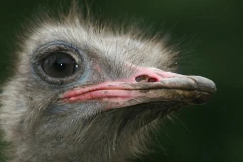 Ostrich Stock Photos