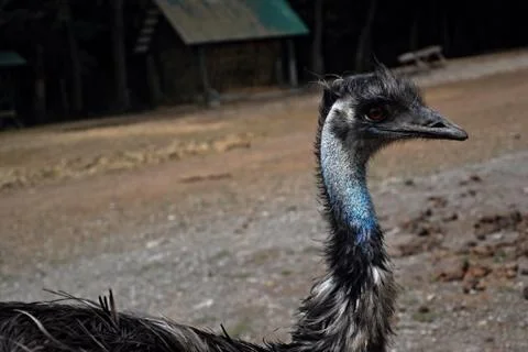 Ostrich Stock Photos