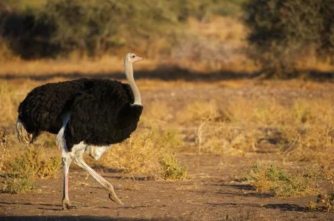 Ostrich Stock Photos