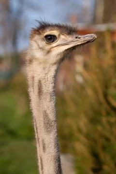 Ostrich Stock Photos