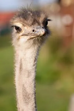 Ostrich Stock Photos