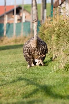Ostrich Stock Photos