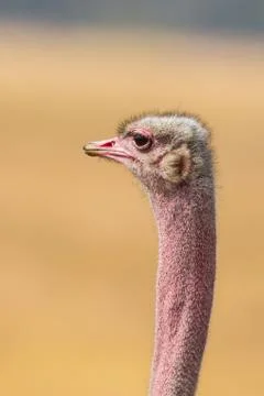 Ostrich Stock Photos