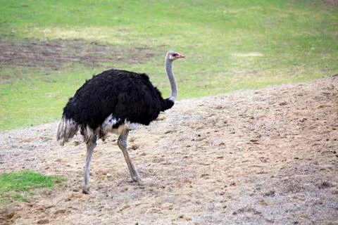 Ostrich. Stock Photos