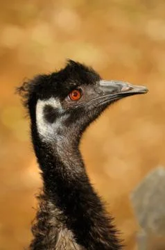 Ostrich Stock Photos