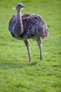 Ostrich Stock Photos