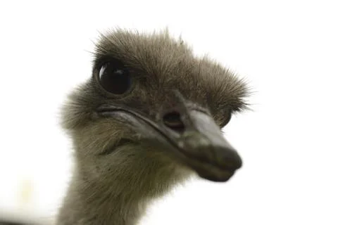 Ostrich Foto stock