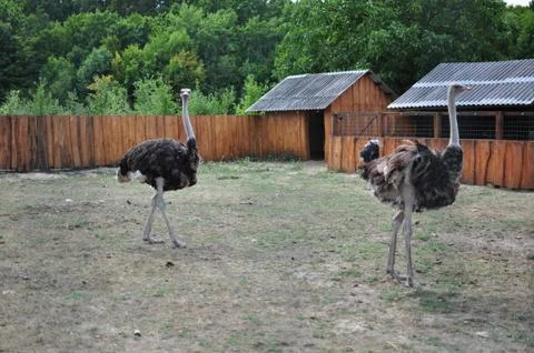 Ostrich Stock Photos