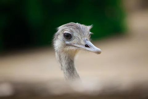 Ostrich. Stock Photos