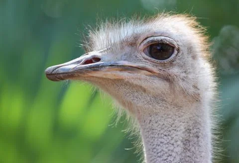 Ostrich Stock Photos