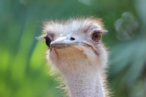 Ostrich Stock Photos