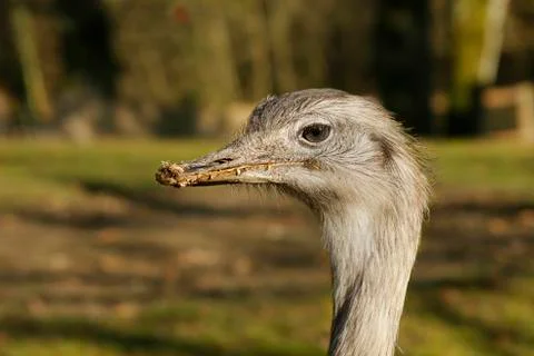 Ostrich Stock Photos