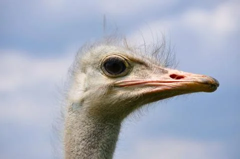 Ostrich Foto stock