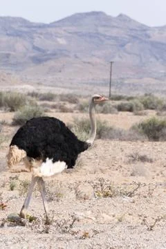Ostrich. Stock Photos