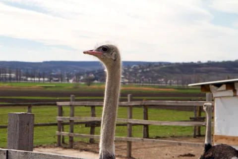 Ostrich Stock Photos
