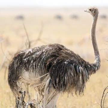 Ostrich Stock Photos