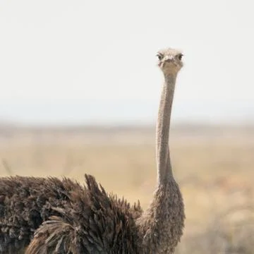 Ostrich Stock Photos