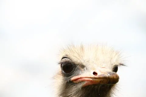 Ostrich Stock Photos