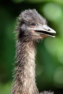 Ostrich Stock Photos