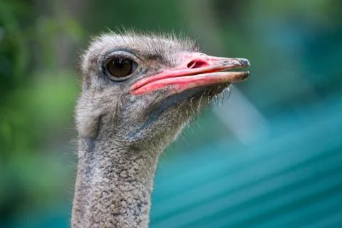 Ostrich Stock Photos