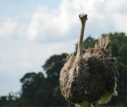 Ostrich Stock Photos