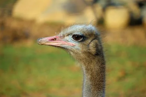 Ostrich Stock Photos