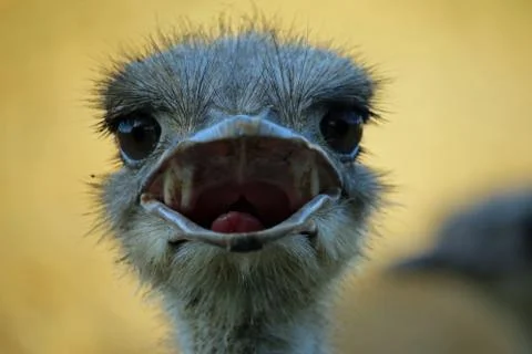 Ostrich Stock Photos