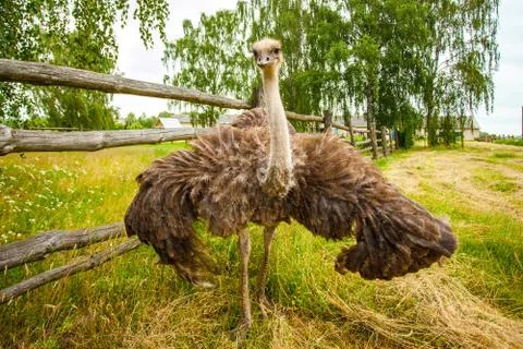 Ostrich  Stock Photos