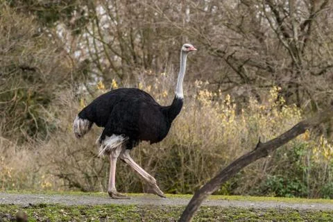 Ostrich Foto stock