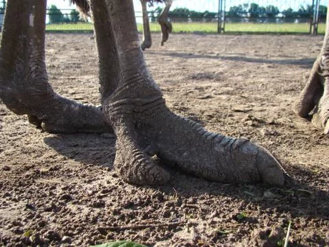 Ostrich 스톡 사진